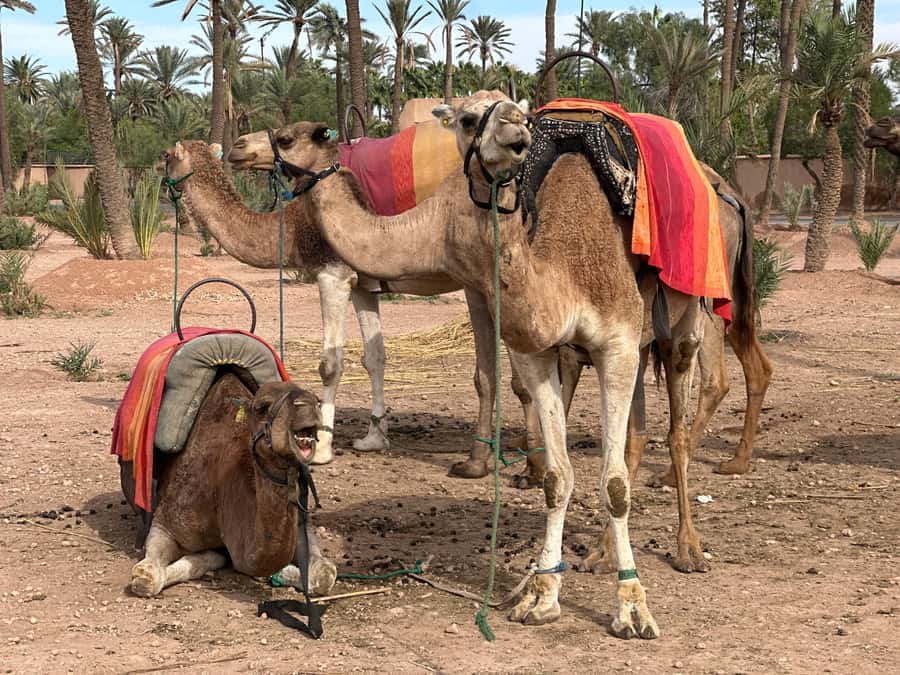 Marrakech: Quad Bike excursion at the sunset with Tea Break - Is $18 good value?