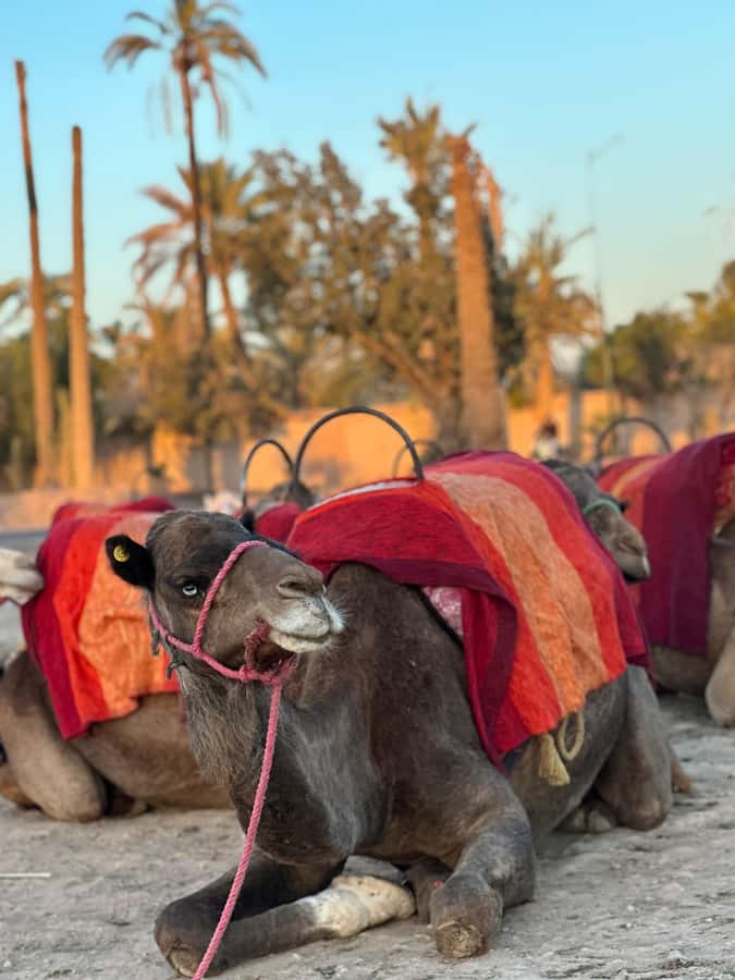 Marrakech:quad excursion at Jbilet desert with Moroccan tea - Key points to know before you book