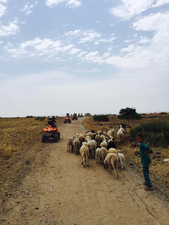 Marrakech: Quad Tour in Jbilets Desert with Palm Grove - Shared quad or private quad