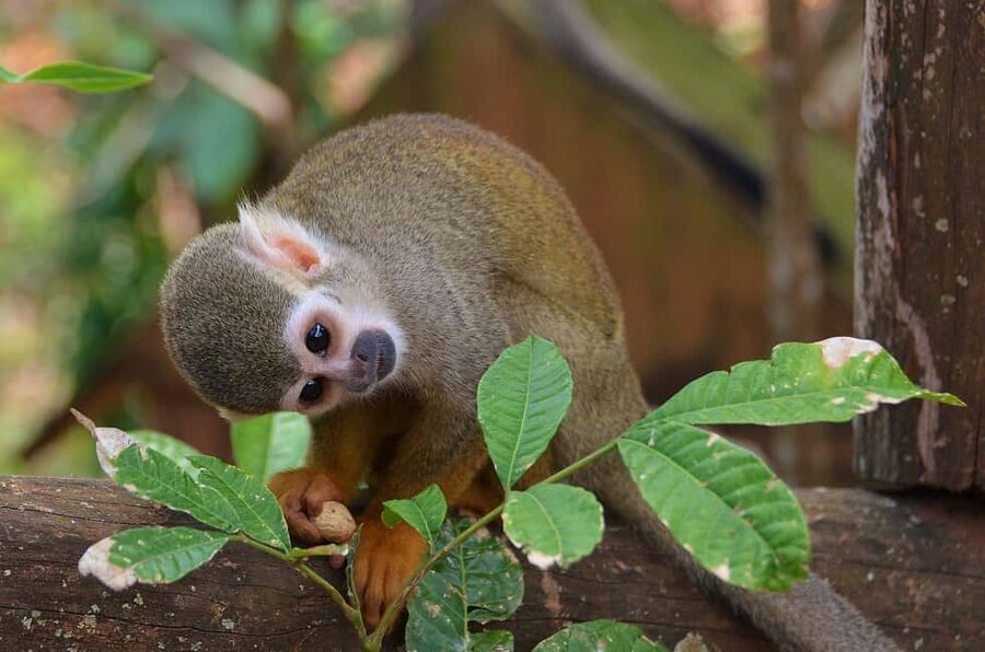 Monkey Encounter + ATV Riding Adventure – Puerto Plata - Key points before you book