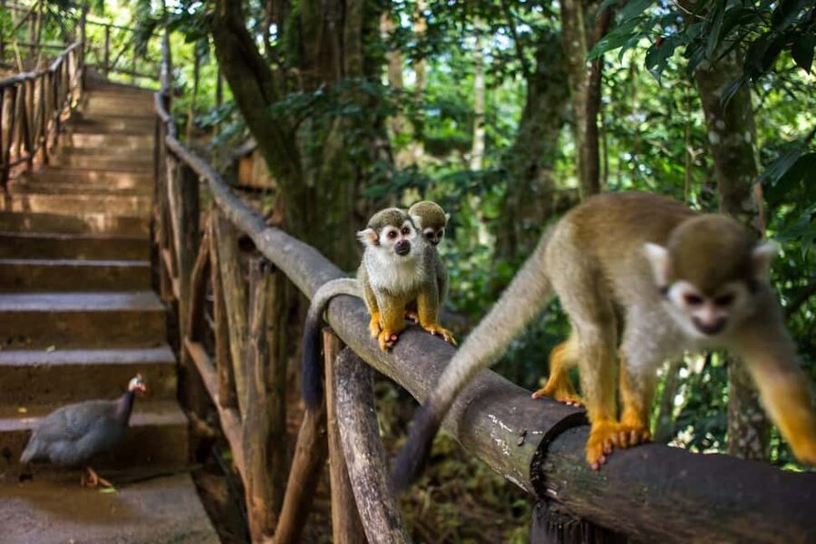 Monkey Encounter + ATV Riding Adventure – Puerto Plata - Two very different Puerto Plata experiences in four hours