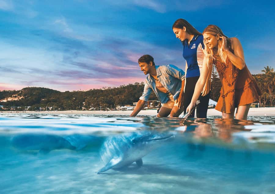 Moreton Island: Tangalooma ATV Quad Bike & Dolphin Feeding - From Brisbane’s Holt Street Wharf to a sandy island day