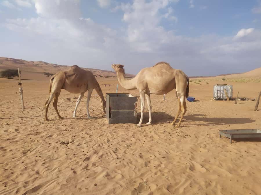 Muscat: Desert & Wadi Bani Khalid Tour with Quad Bike Option - Is the quad bike worth the extra $50?