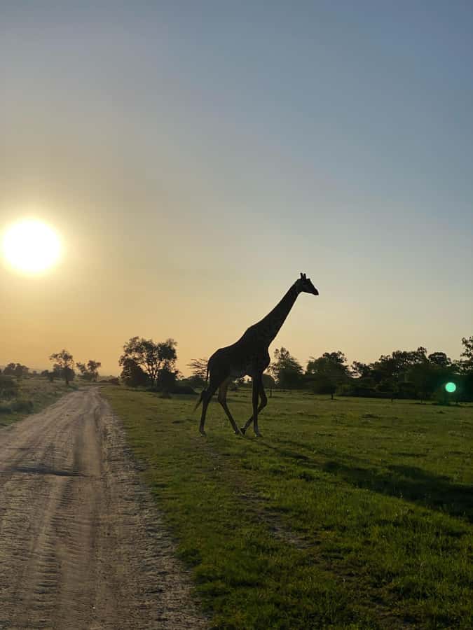 Nairobi: ATV/Quad Bike Wildlife Safari with Transfers & meal - A quad bike safari beyond the usual game drive