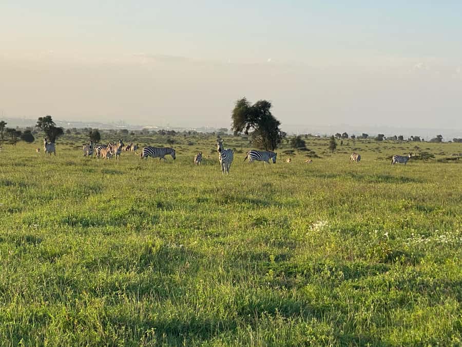 Nairobi: ATV/Quad Bike Wildlife Safari with Transfers & meal - Choosing the morning or another start time
