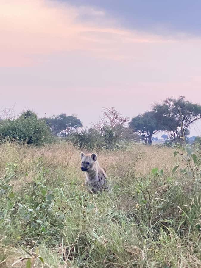 Nairobi: ATV/Quad Bike Wildlife Safari with Transfers & meal - Should you book the Nairobi quad bike safari?