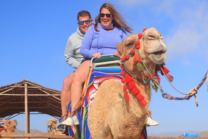 NEW! Combo Camel Beach Ride and UTV 4X4 Cabo Adventure, Tequila & - The real price is higher than $118