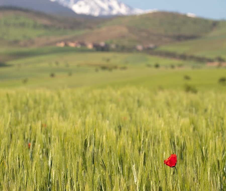 Ourika Valley: Quad Biking,Camel Riding,and Hiking Adventure - From Marrakech to the Ourika Valley