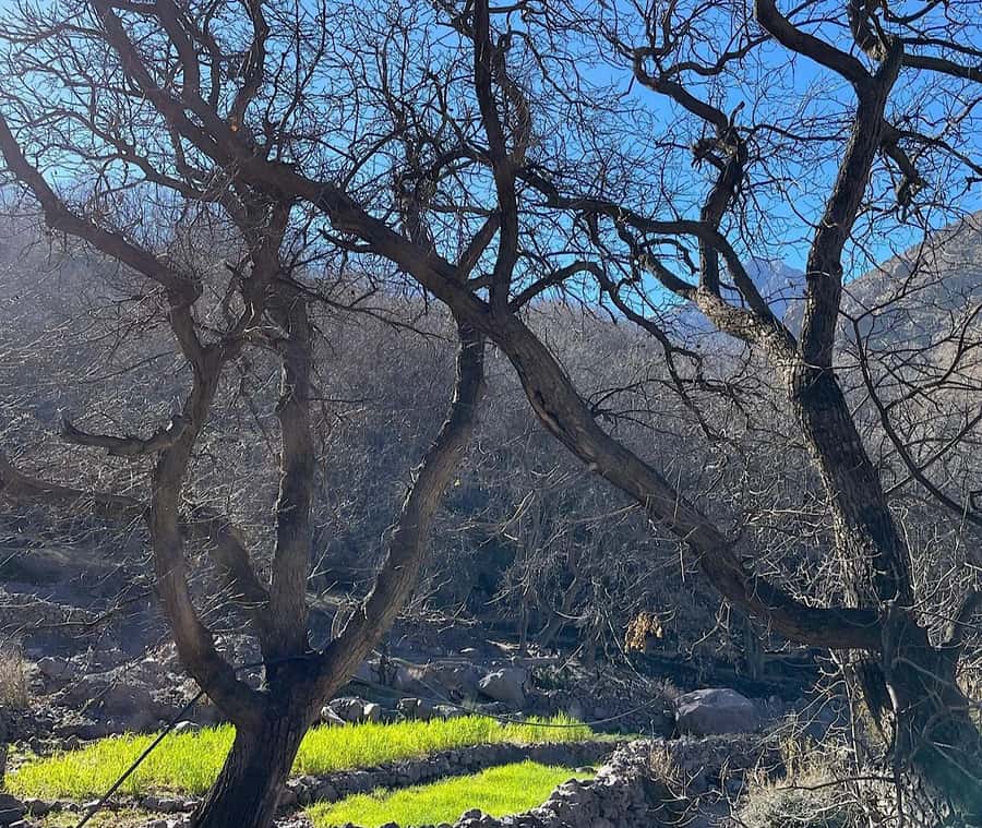 Ourika Valley: Quad Biking,Camel Riding,and Hiking Adventure - Tea and conversation in a Berber home