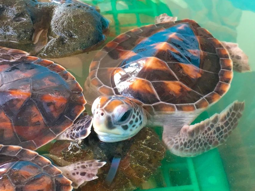 Phuket: Bamboo Rafting, Monkey Cave, and ATV Option - Is $56 good value?
