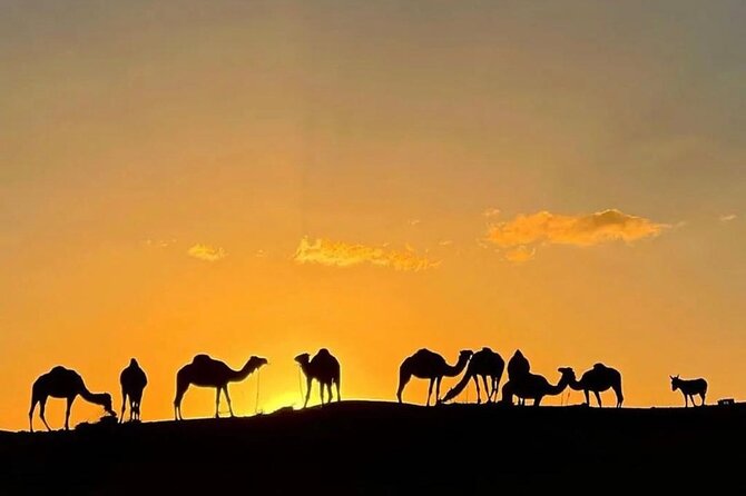 Quad Bike & Camel Ride & Dinner Show In Agafay Desert - What You Really Get for $30 in Agafay
