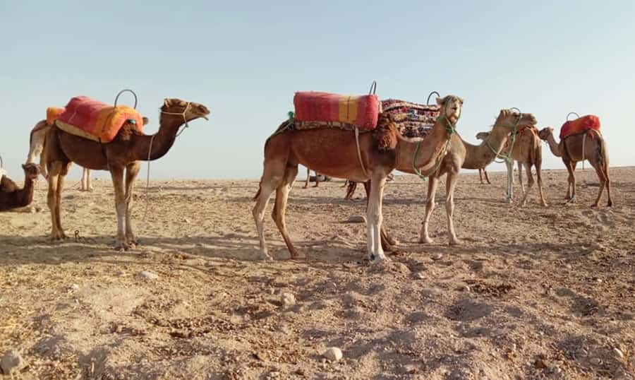 Quad bike & Camel ride in Agafay with dinner at Chouf L’or - Leaving Marrakech in an air-conditioned van