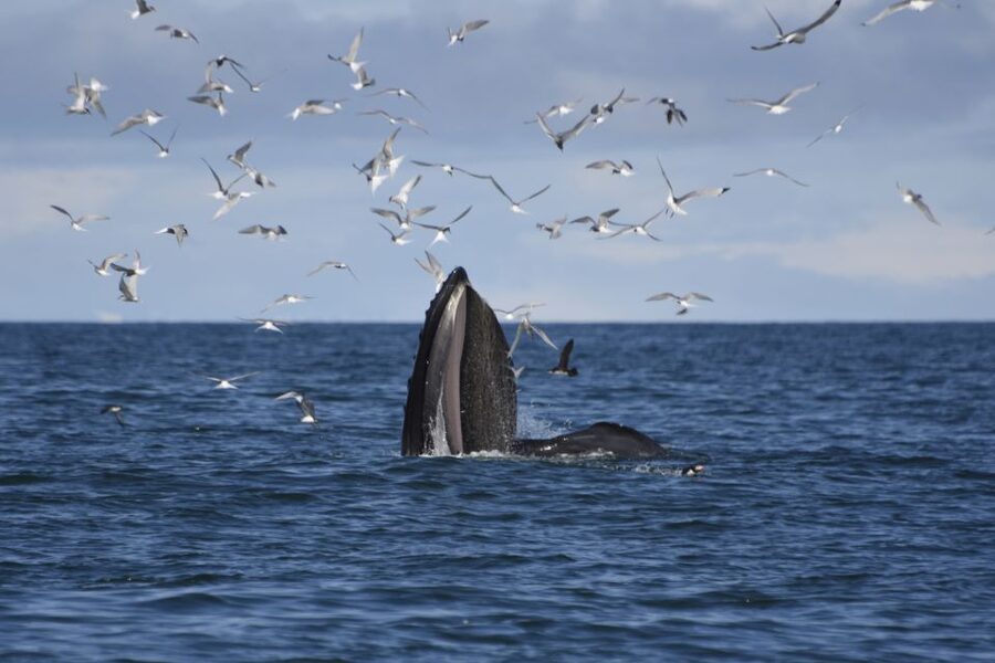 Reykjavik: ATV Ride & Whale Watching Boat Tour - The morning pickup and short ride to base camp