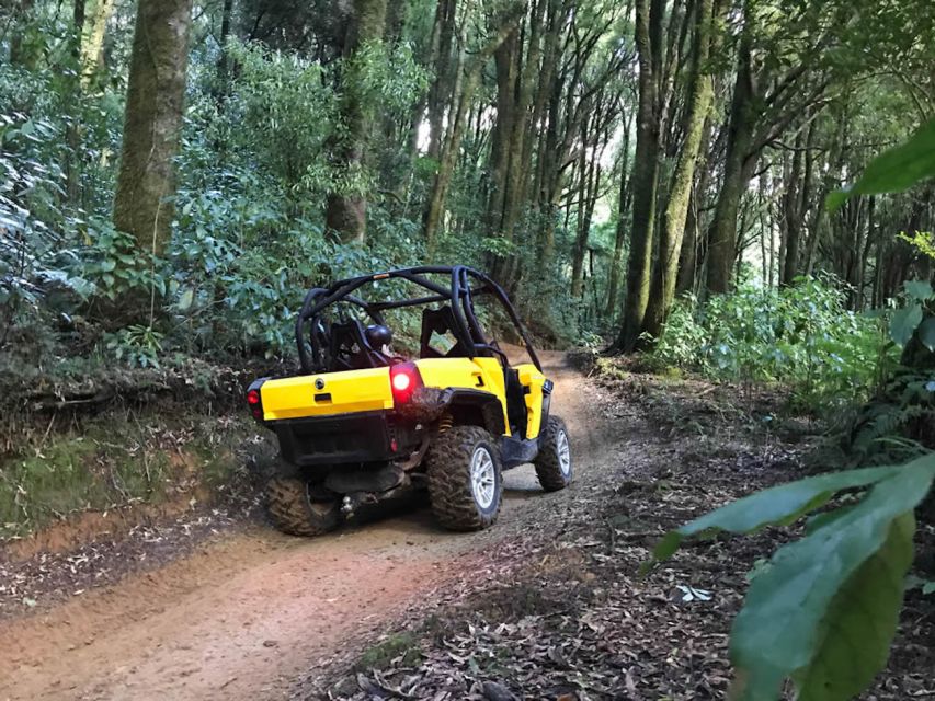 Rotorua: 4×4 Self-Drive Buggy Tour Through Farm and Bushland - Getting comfortable in the training paddock