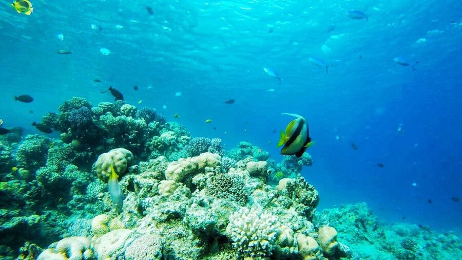 Sharm El-Sheikh: Parasailing, Camel Ride, Dive & Quad Bike - What the $41 package actually gives you