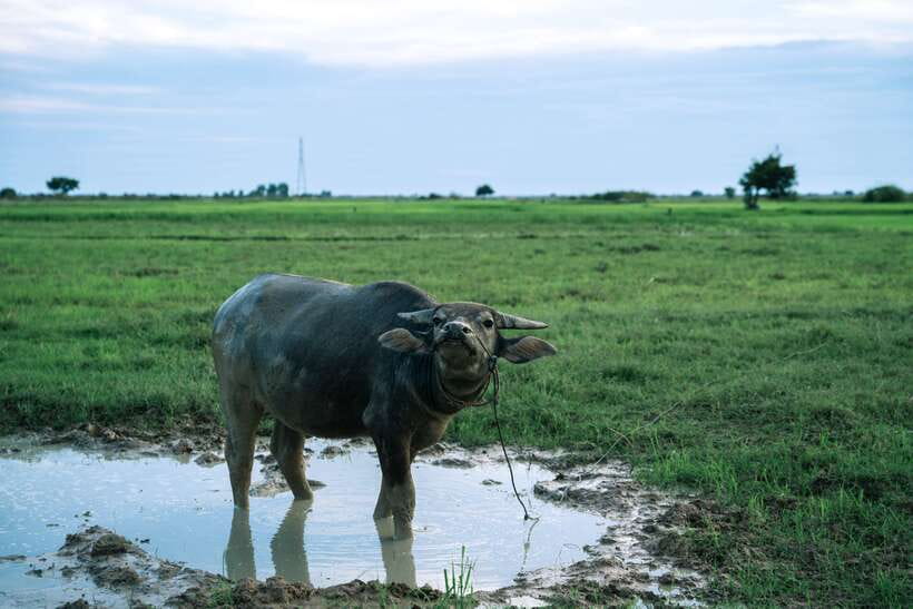 Siem Reap: Quad Bike Tour of Local Villages - Water buffalo, wildlife, and the quieter side of Cambodia