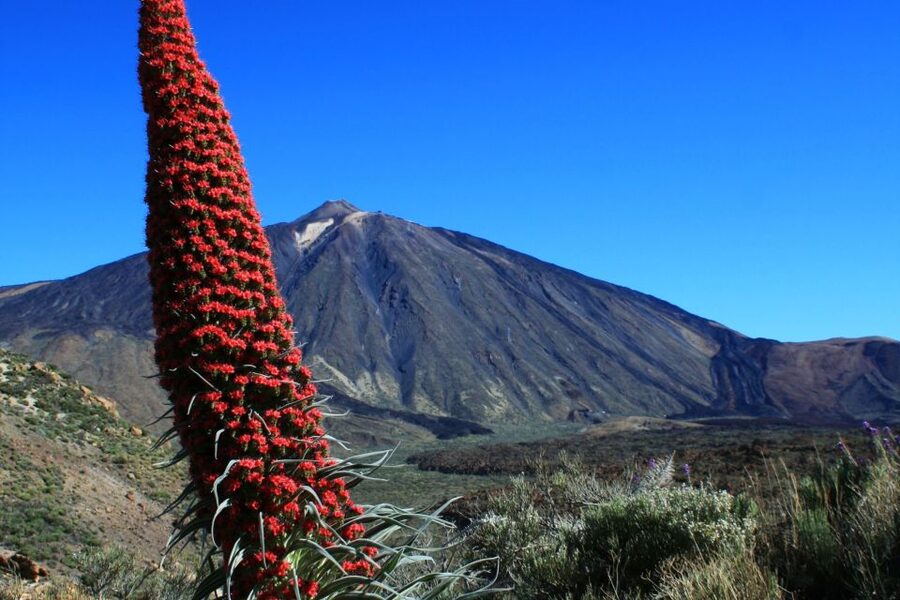 Tenerife: Mount Teide Quad Tour in Tenerife National Park - The 20 to 30 minute stop at Teide National Park